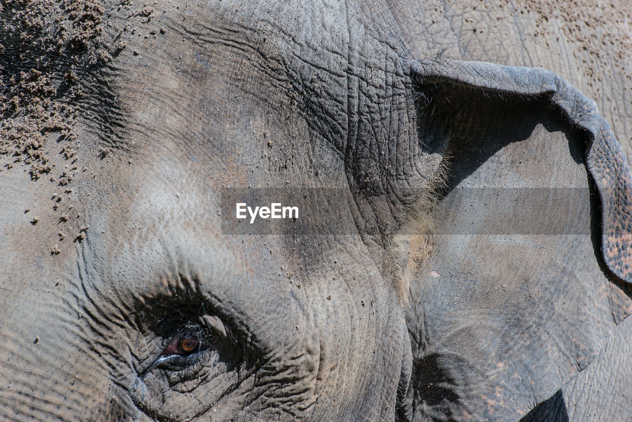 Cropped portrait of elephant