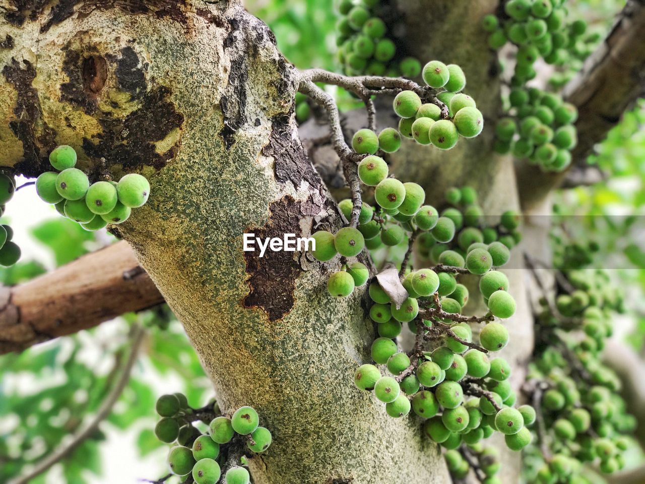 LOW ANGLE VIEW OF FRUIT TREE