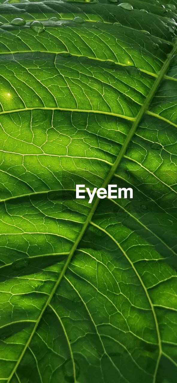 FULL FRAME SHOT OF GREEN LEAF