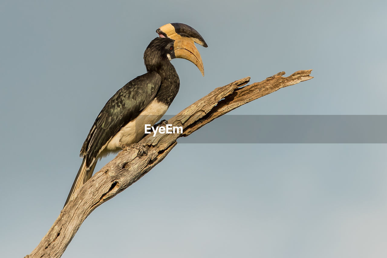 LOW ANGLE VIEW OF BIRD PERCHING ON BRANCH