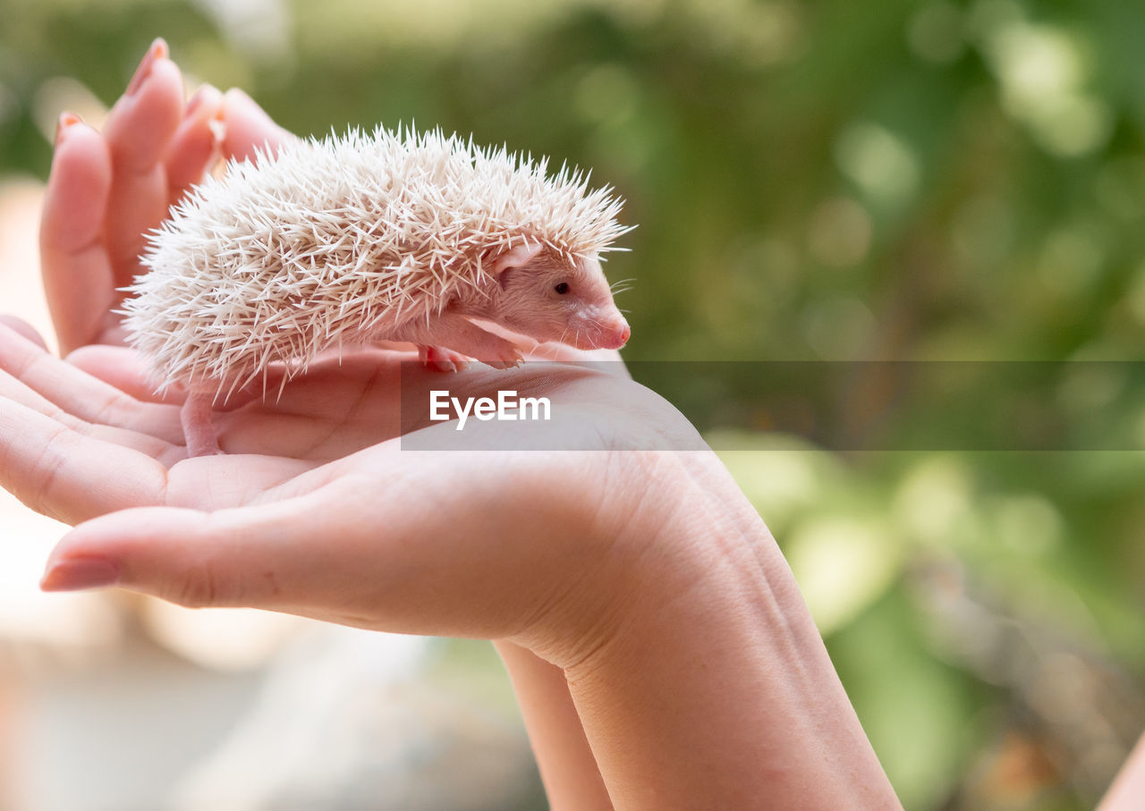 Cropped hands of woman holding hedgehog