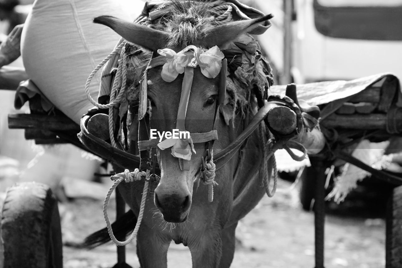 Close-up of a horse