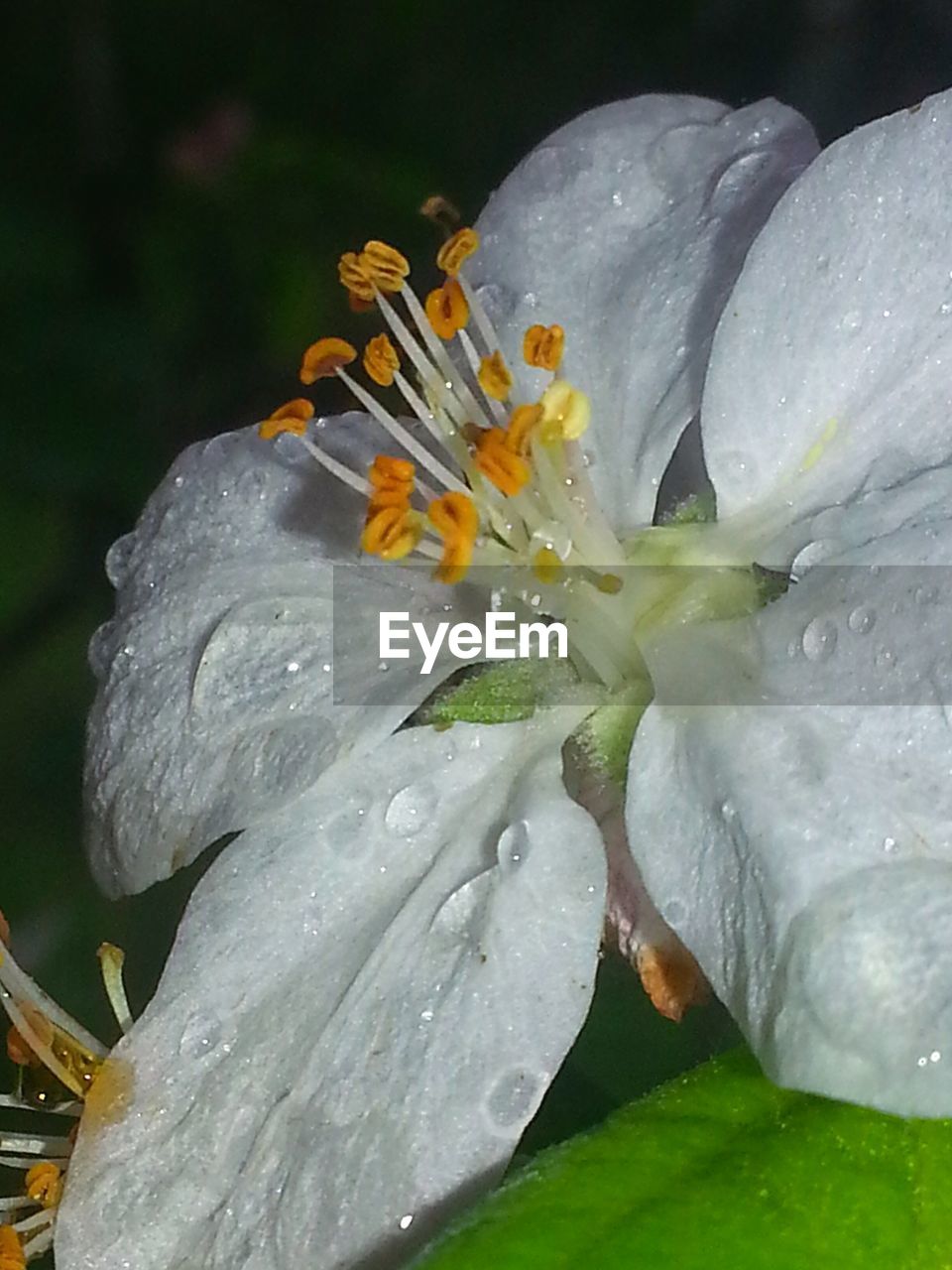 Close-up of wet white flower