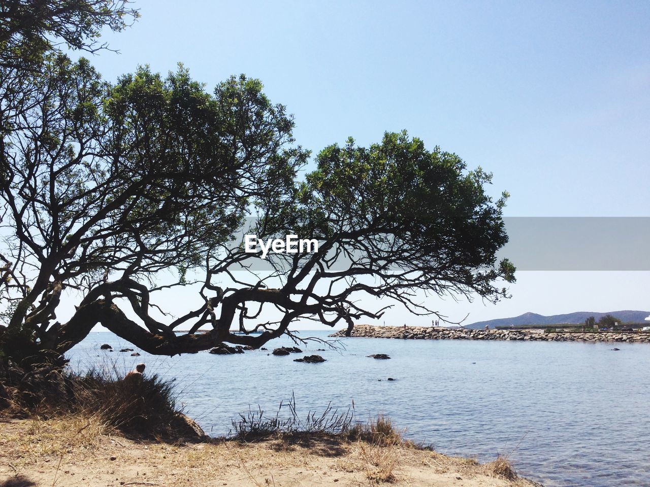 Trees on riverbank against clear sky
