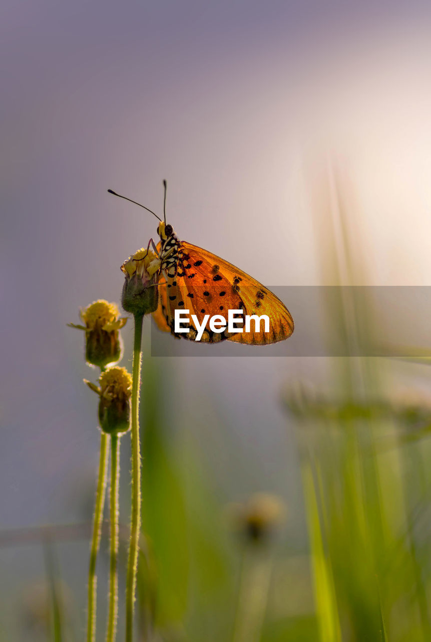 Close-up side view of butterfly on stem