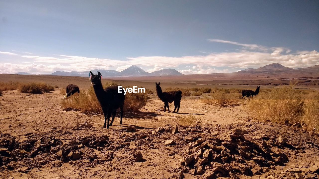 Llamas standing on land