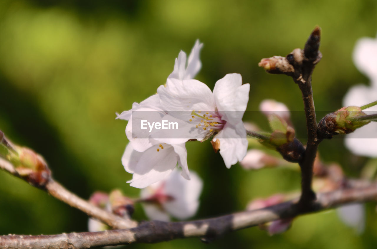 plant, flower, flowering plant, beauty in nature, freshness, fragility, blossom, springtime, tree, nature, branch, growth, white, flower head, close-up, petal, inflorescence, focus on foreground, produce, no people, pollen, botany, macro photography, outdoors, selective focus, day, food, stamen, twig, fruit, food and drink, fruit tree, animal wildlife, spring, pink, animal, animal themes