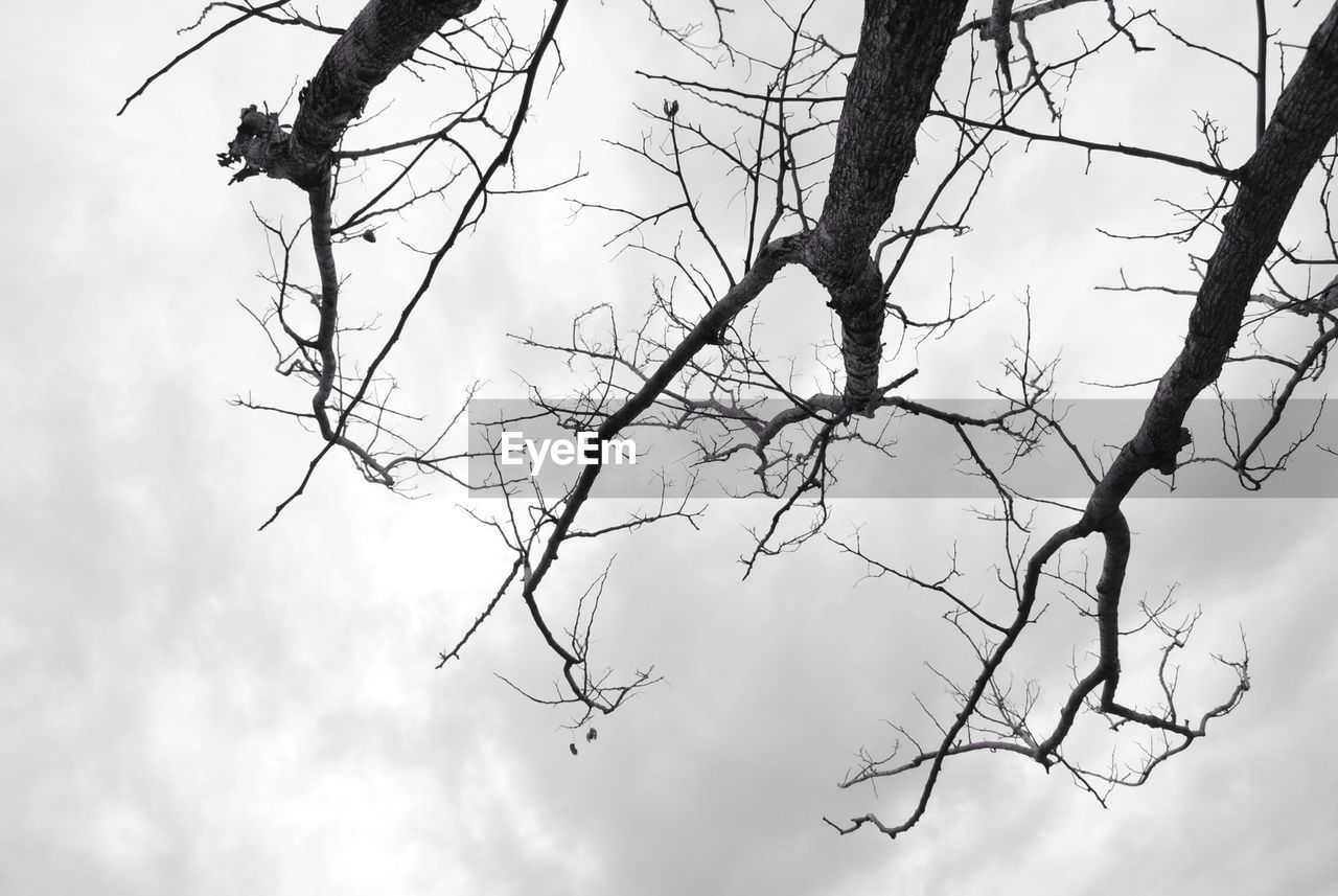 LOW ANGLE VIEW OF TREES AGAINST SKY