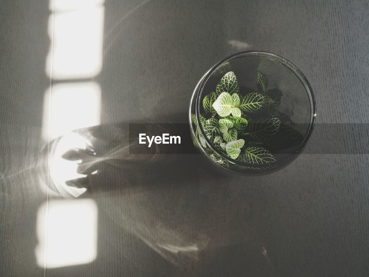 CLOSE-UP OF POTTED PLANT ON TABLE IN GLASS