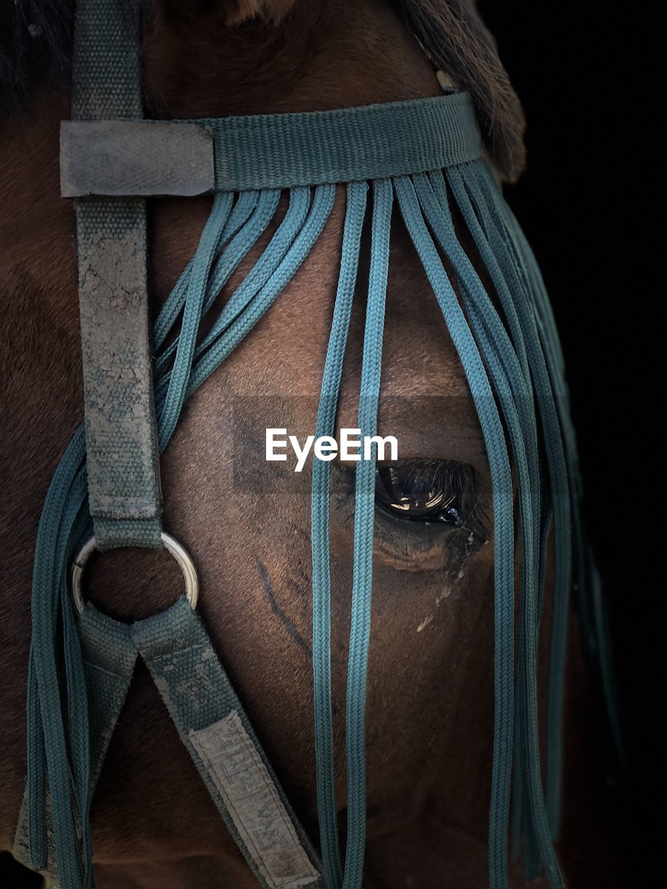 Close-up portrait of mid adult horse against black background