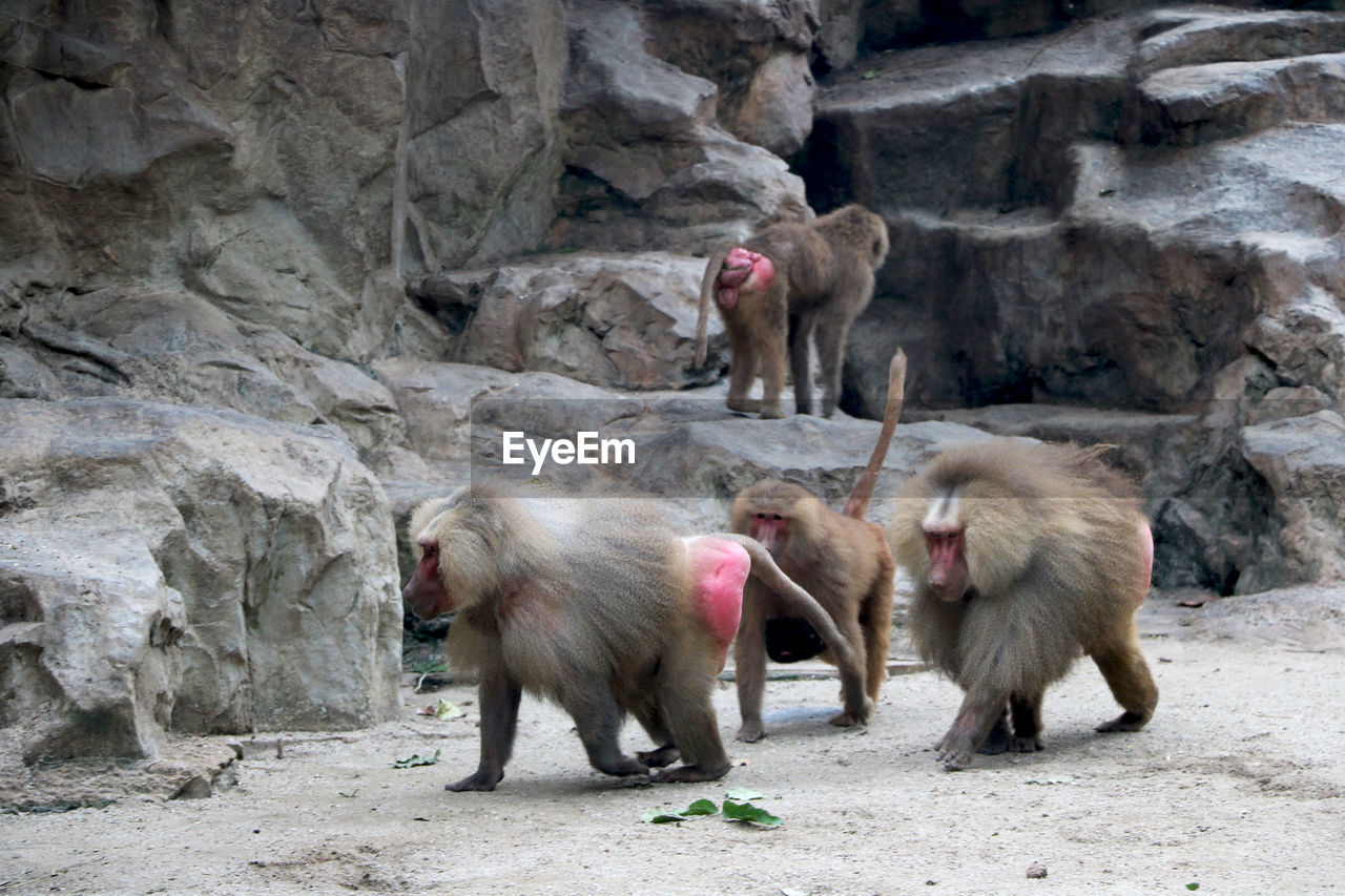 VIEW OF MONKEYS WITH ROCKS