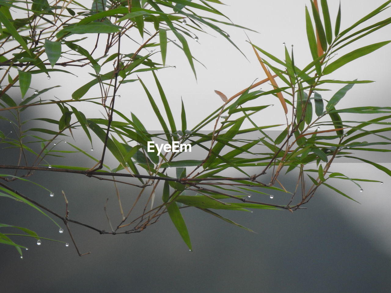 CLOSE-UP OF RAINDROPS ON BRANCH AGAINST SKY