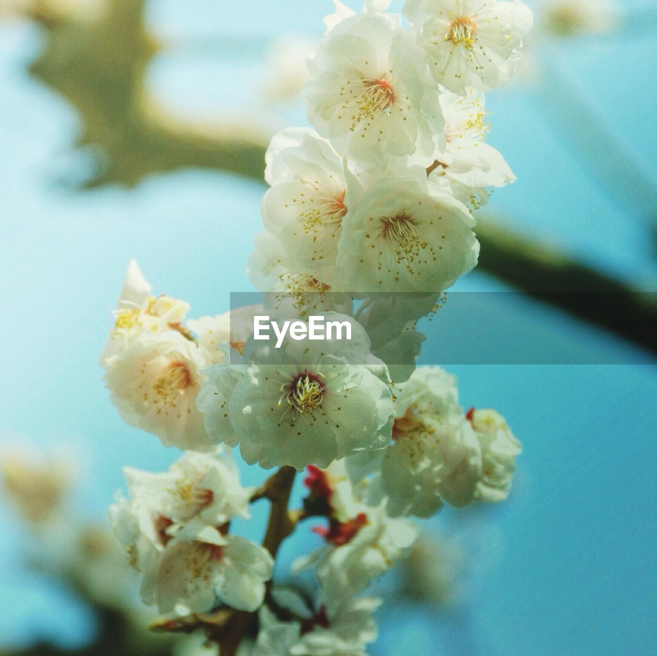 Close-up of white flowers