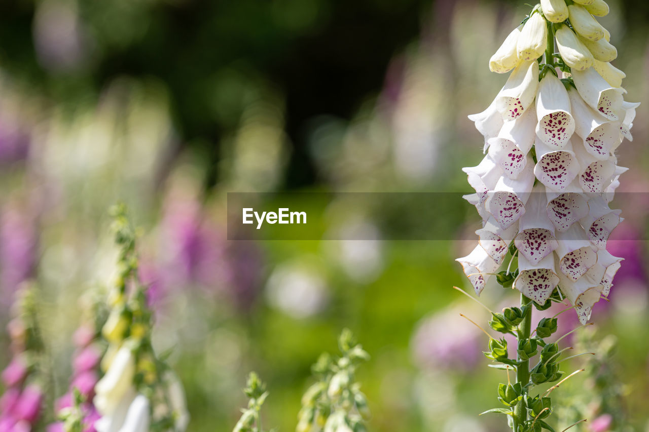 CLOSE-UP OF PURPLE FLOWERING PLANTS