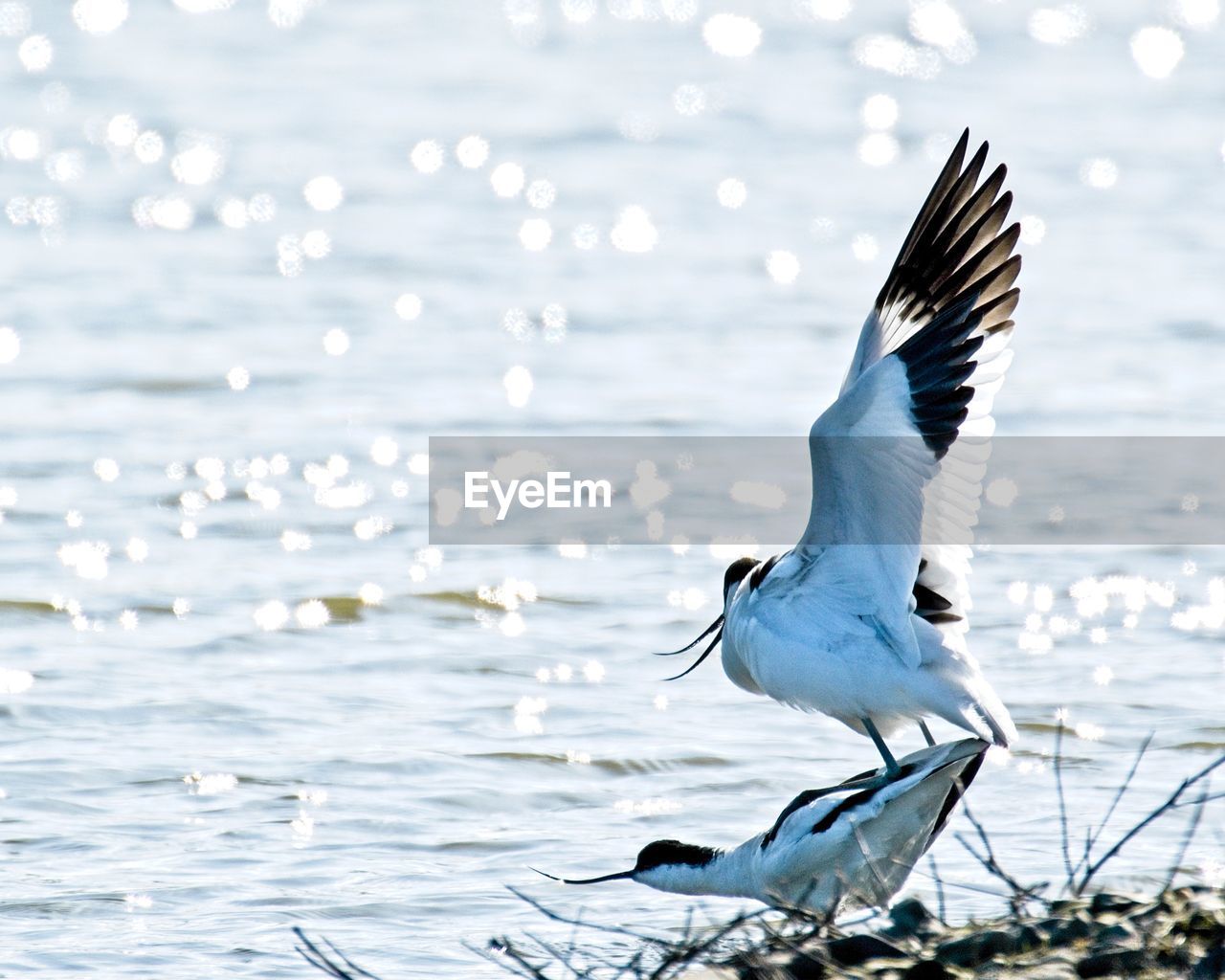 Avocet pair mating