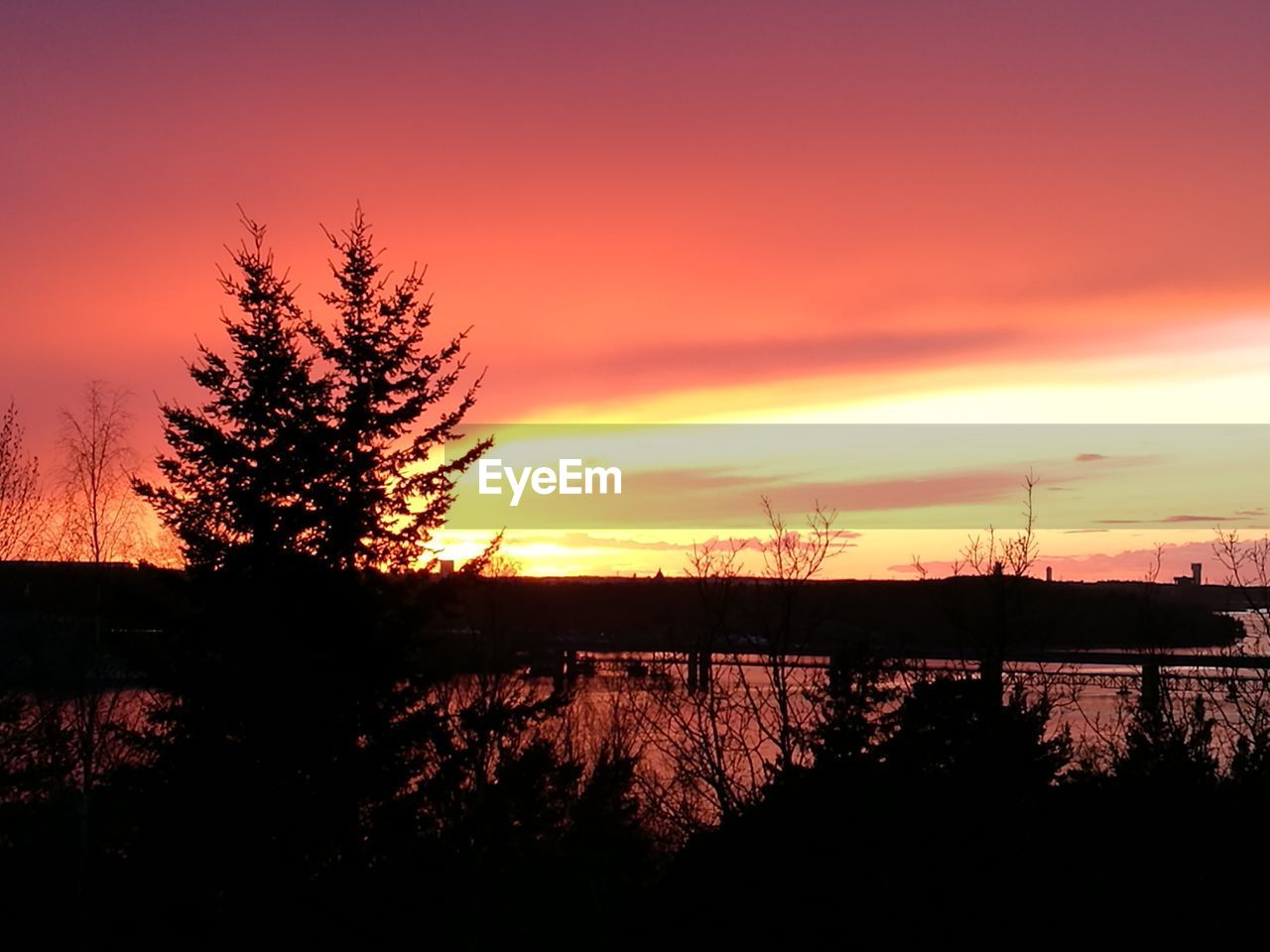 Silhouette of tree at sunset