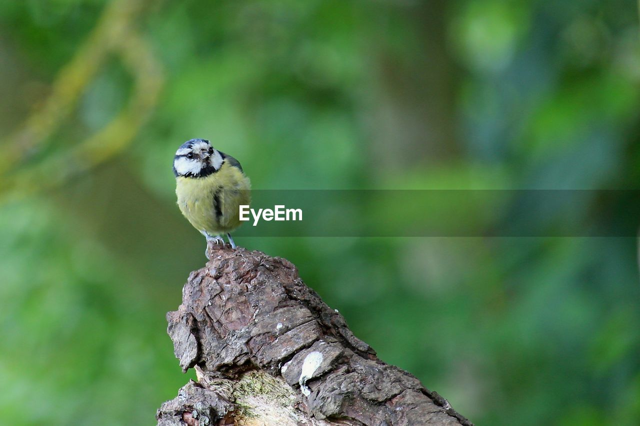 CLOSE-UP OF BIRD PERCHING ON TREE