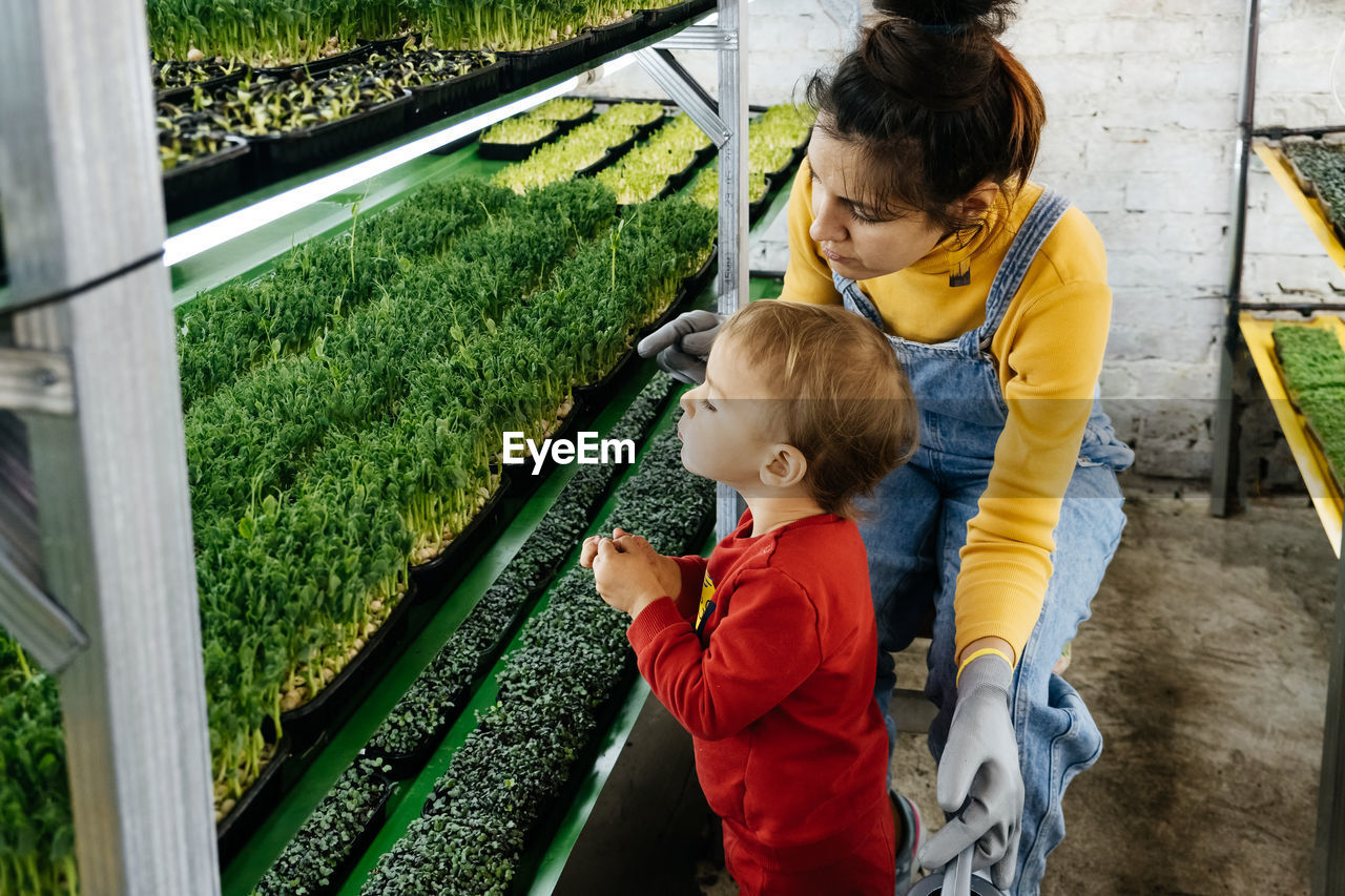 Woman with baby boy working on the indoor farm, planting microgreens. choosing seeds and watering