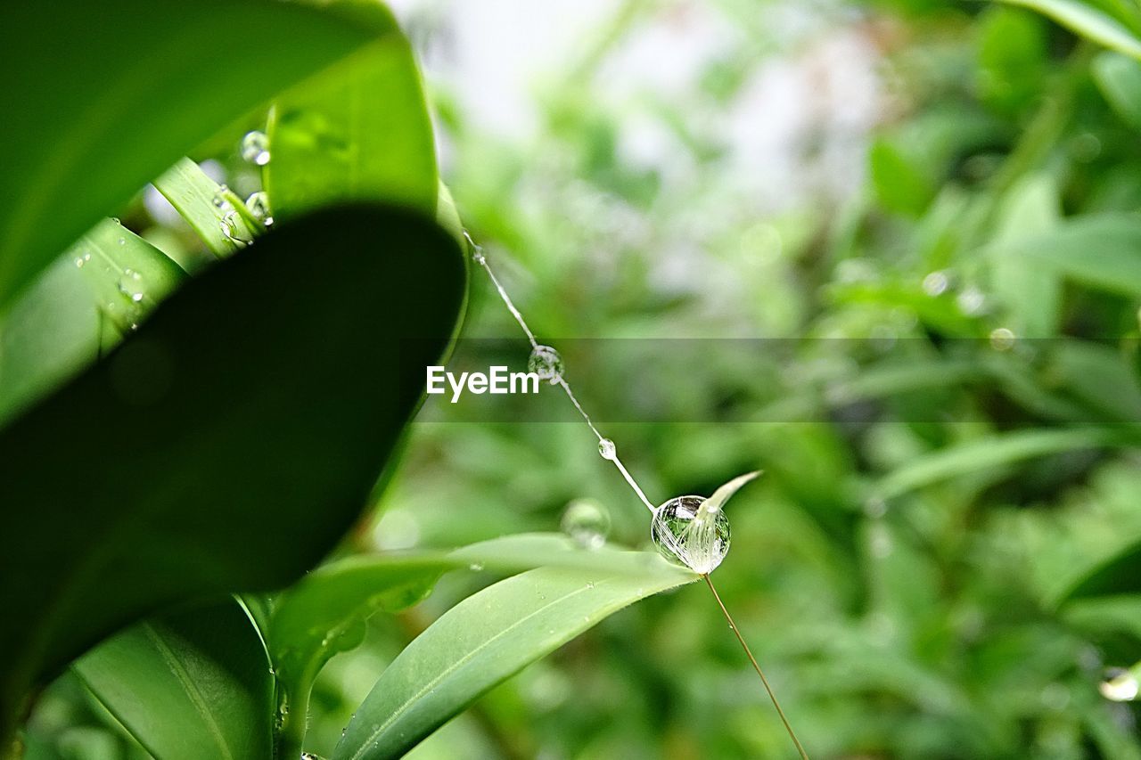 CLOSE-UP OF WATER DROPS ON PLANT