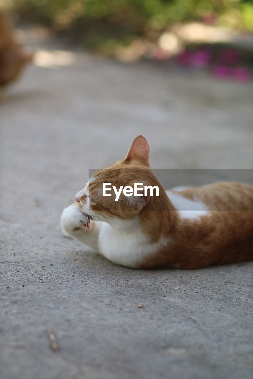CAT LYING ON THE STREET