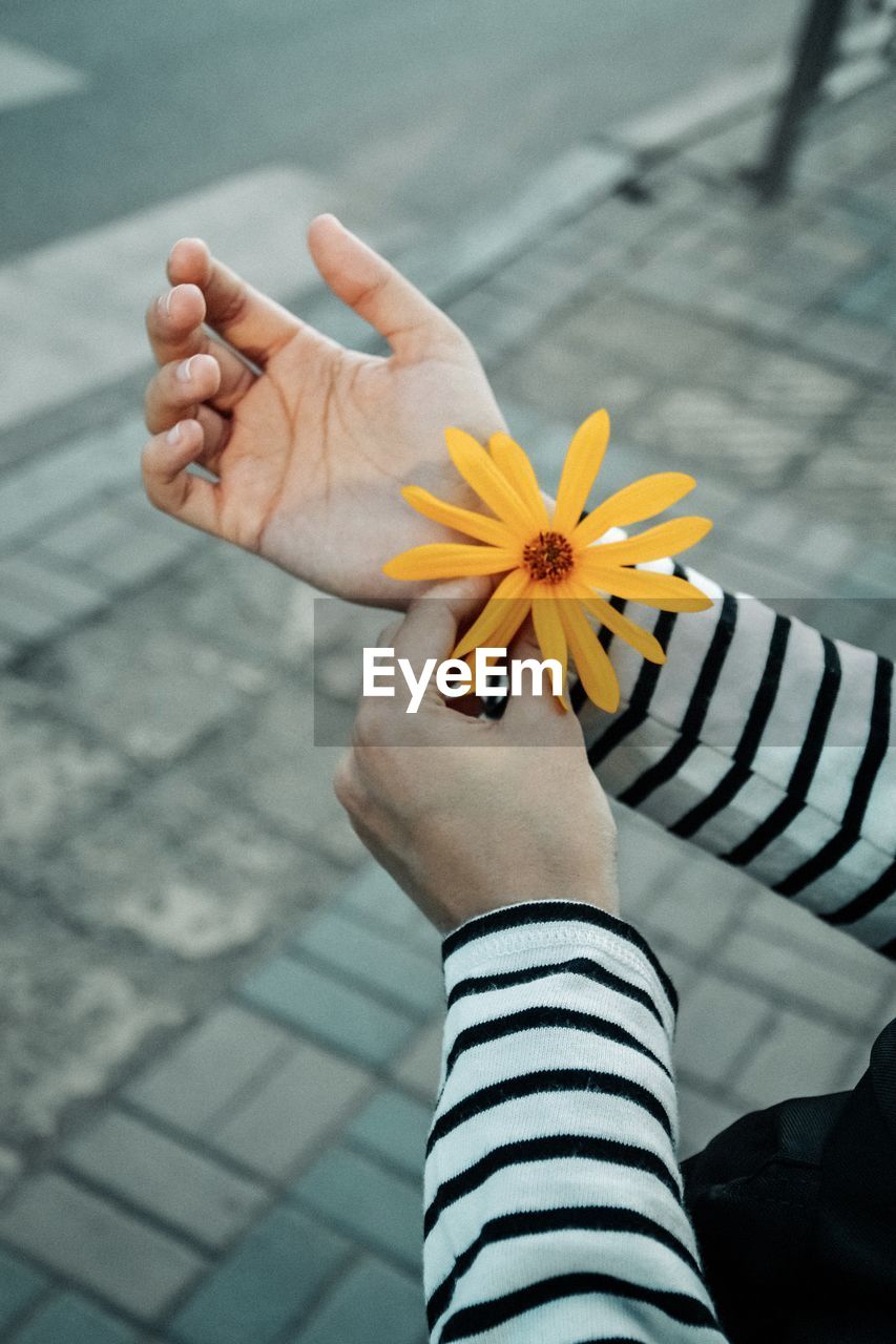 Cropped hands of woman holding yellow flower