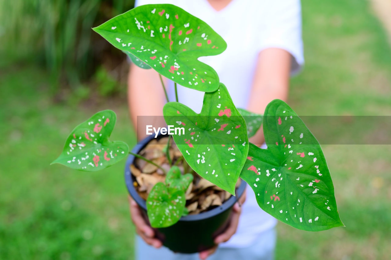 CLOSE-UP OF HAND HOLDING SMALL POTTED PLANT LEAVES