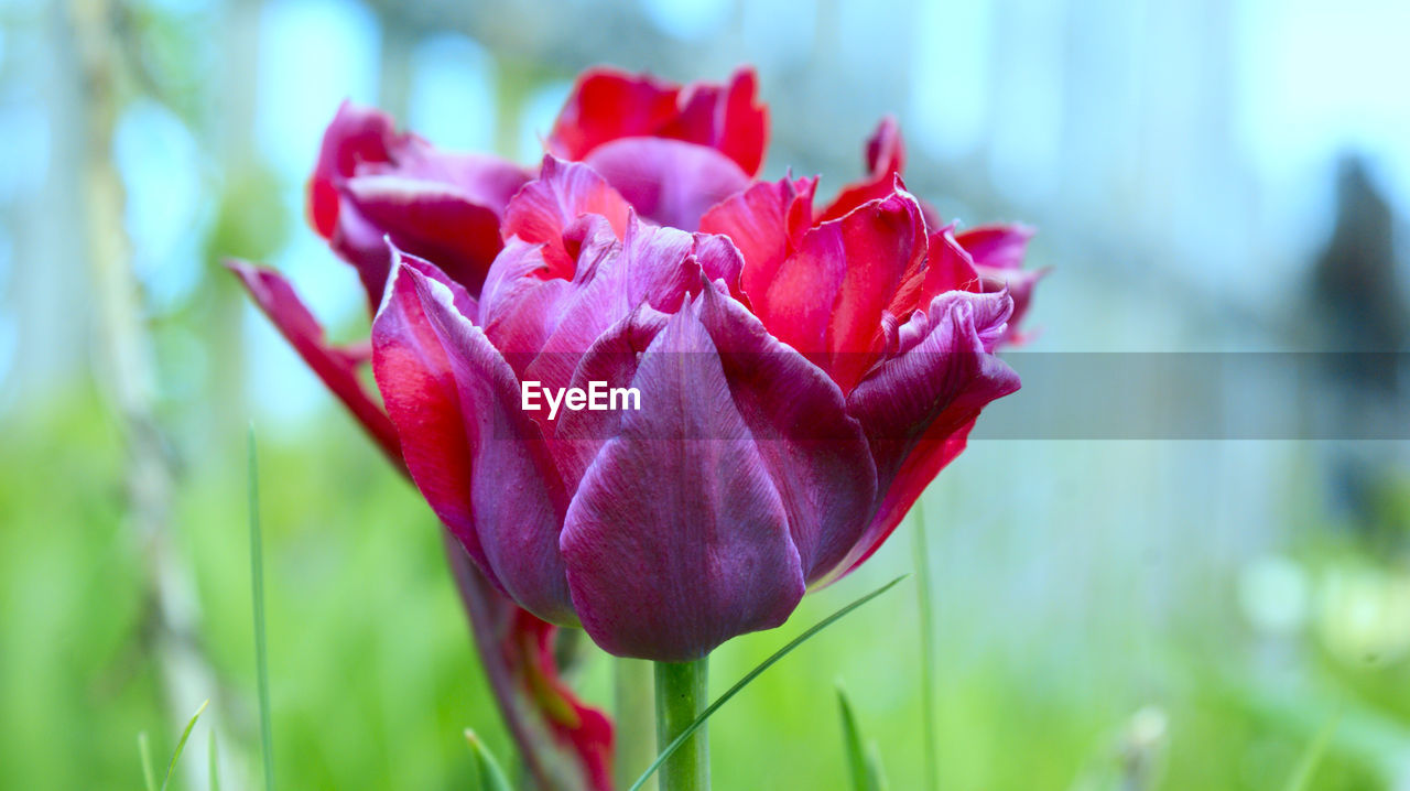 CLOSE-UP OF RED FLOWER BLOOMING