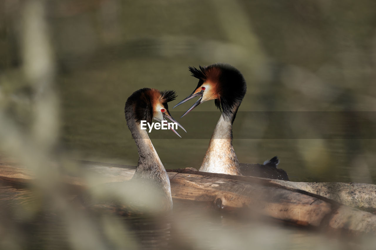 Great crested grebes courtship