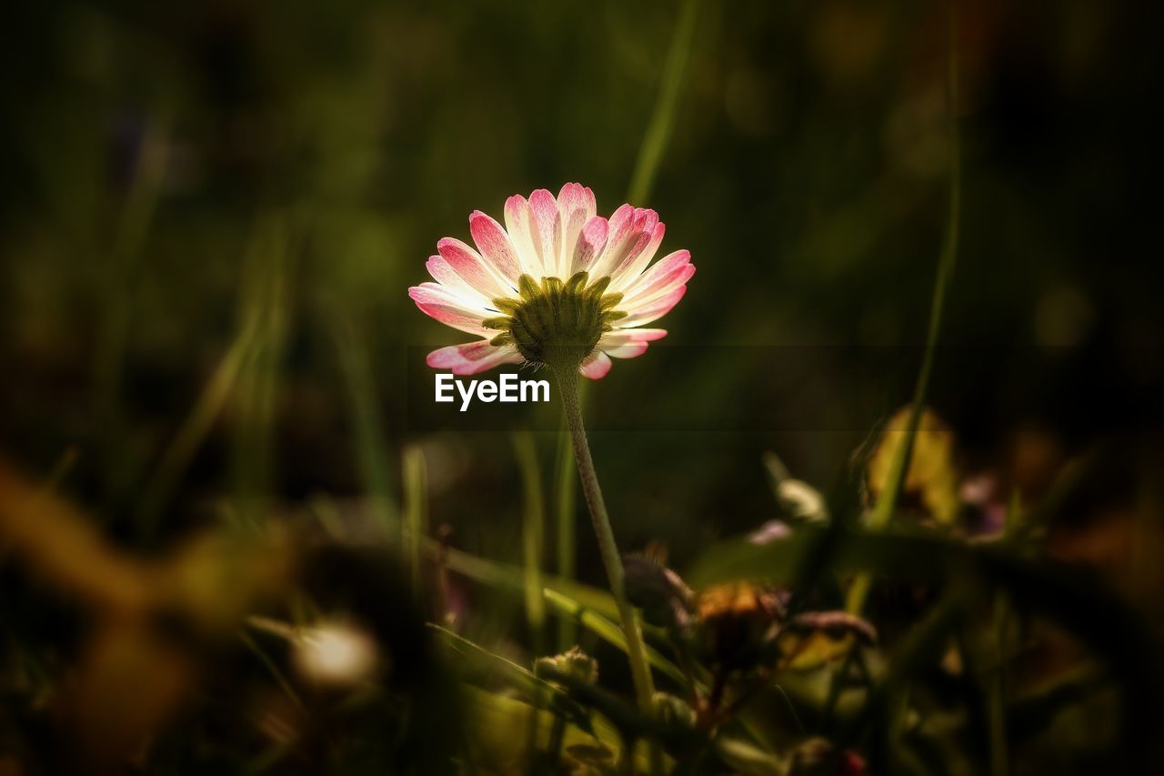 Close-up of pink cosmos flower blooming outdoors