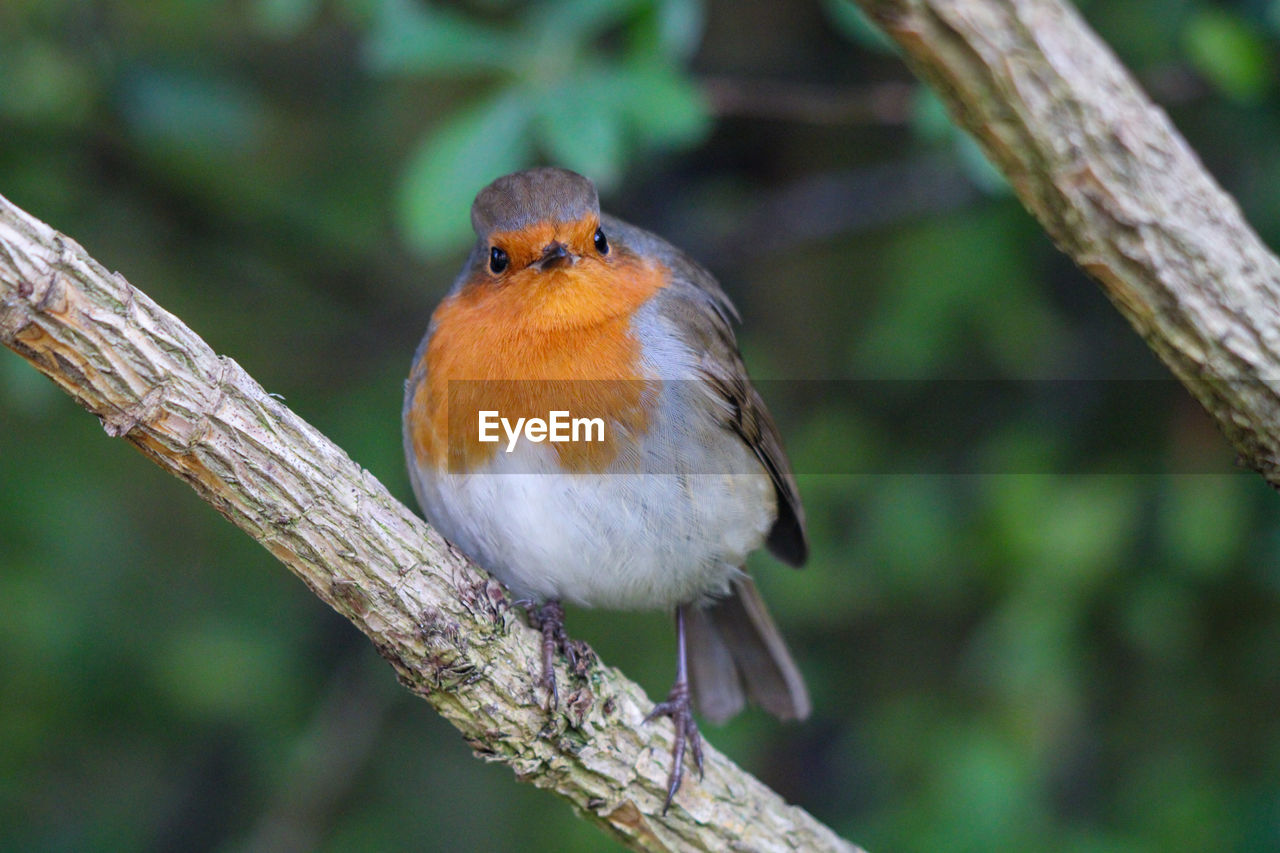 Robin perched on tree