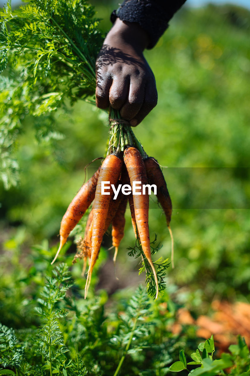 Close-up of hand holding carrots