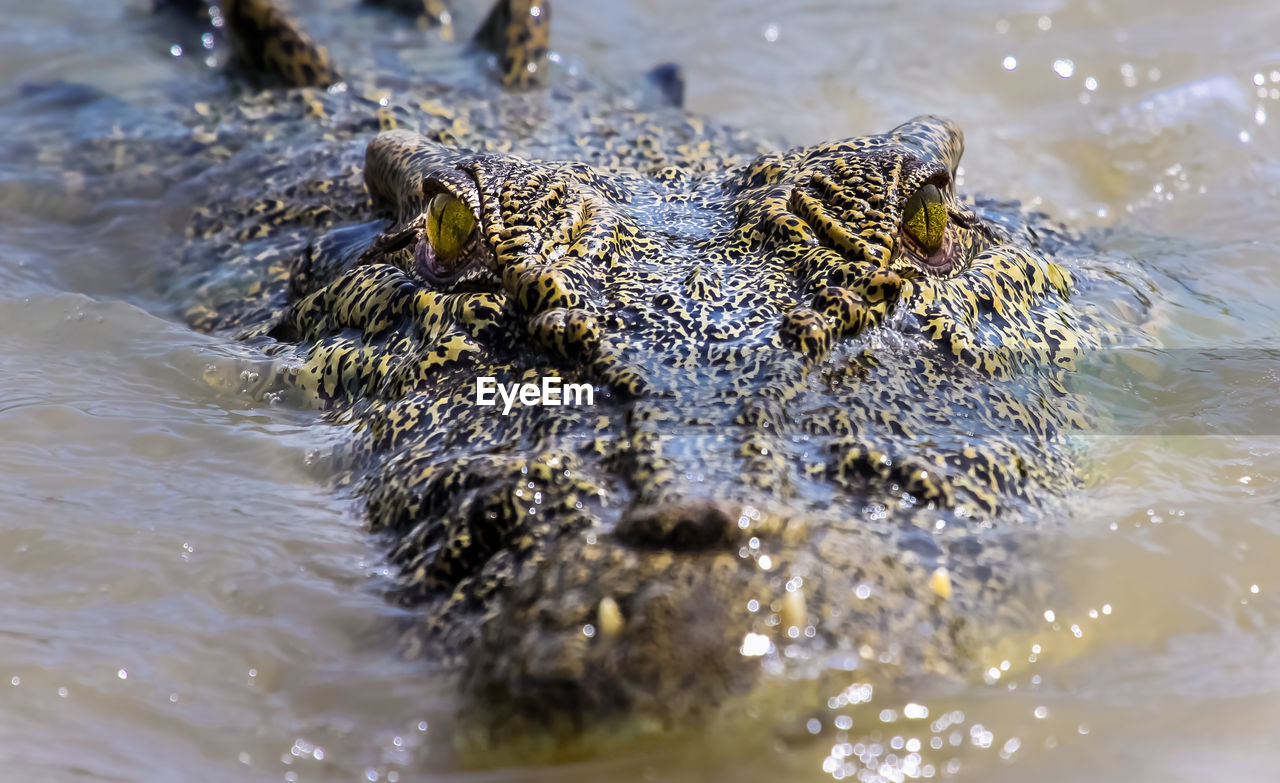 Close-up of saltwater crocodile head in water