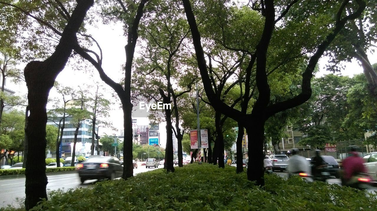 TREES ON ROADSIDE