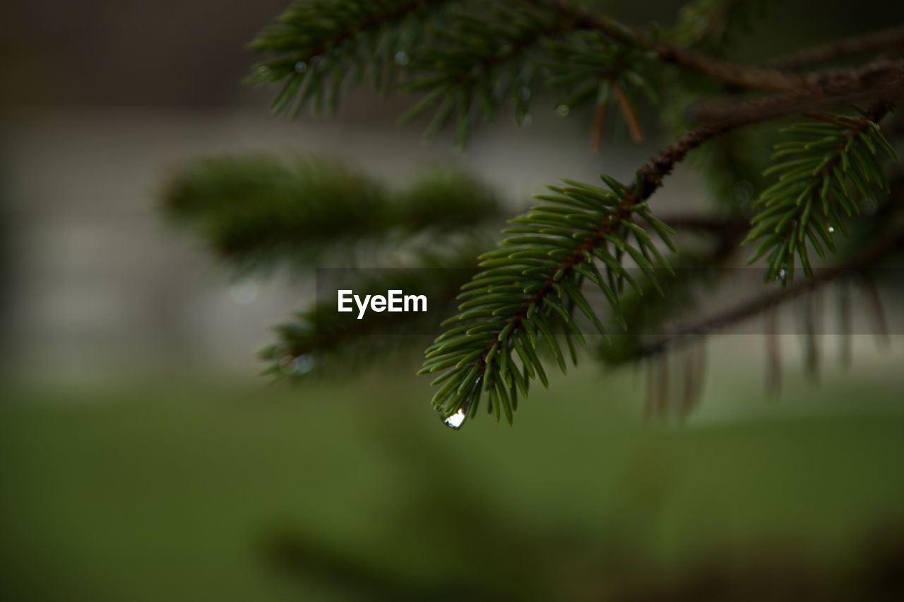 Close-up of raindrops on pine tree