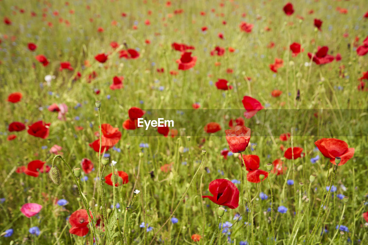 Close-up of red poppy flowers in field