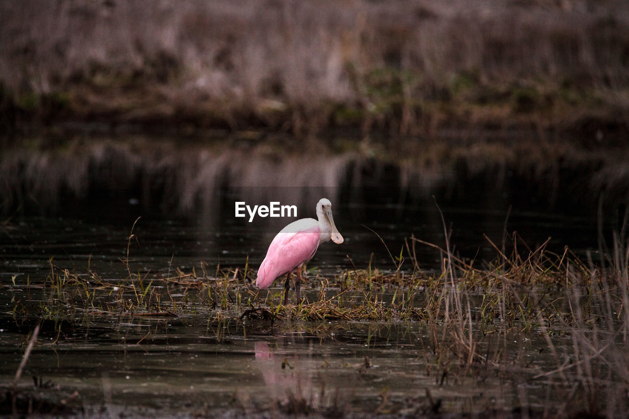 CLOSE-UP OF DUCK IN WATER