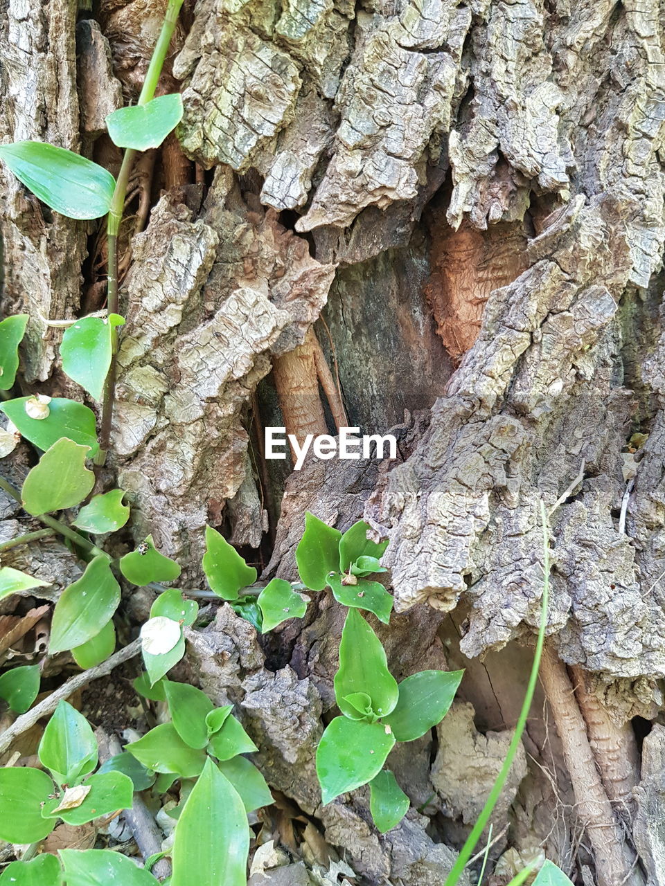 CLOSE-UP OF PLANT GROWING ON TREE