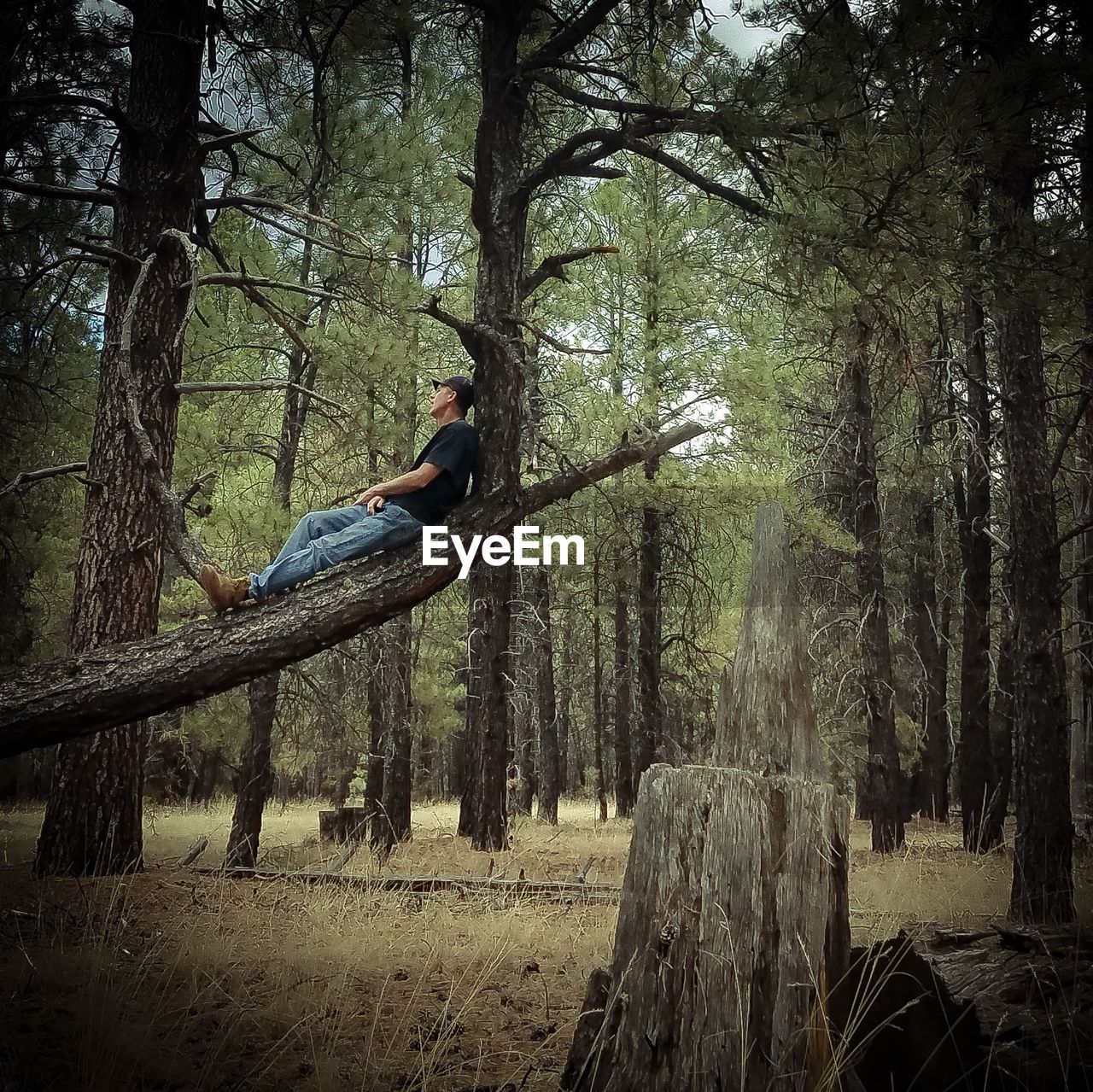 Low angle view of mature man sitting on tree in forest