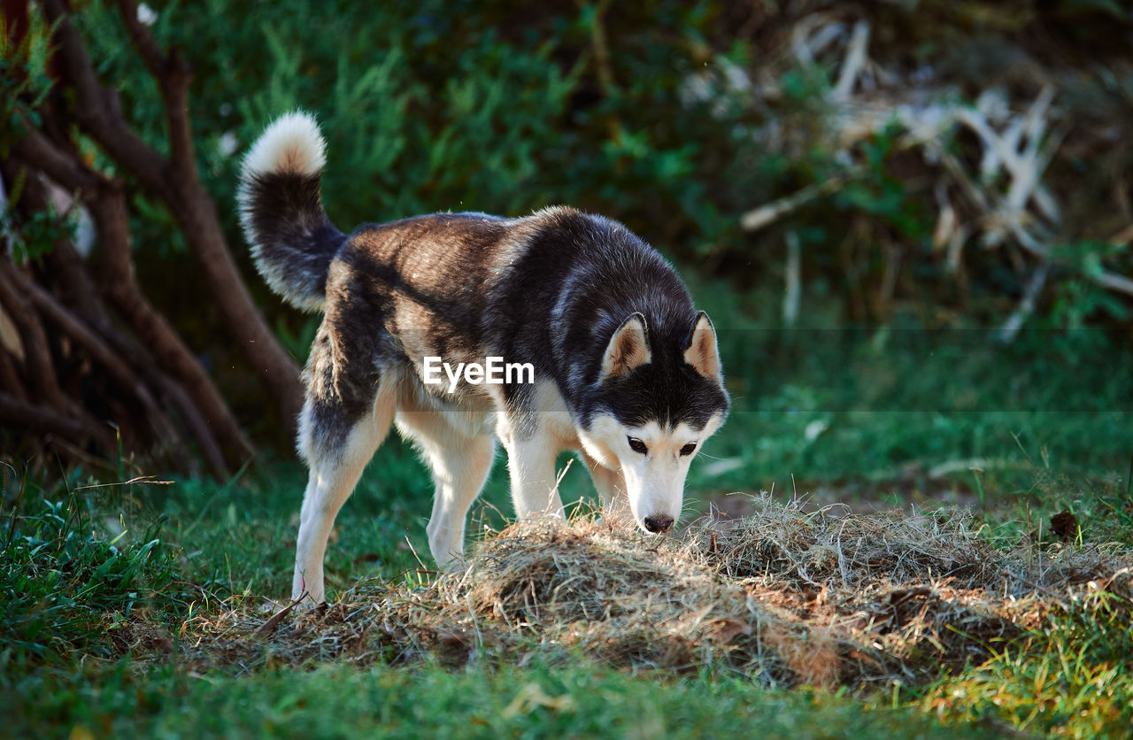 View of an animal on land