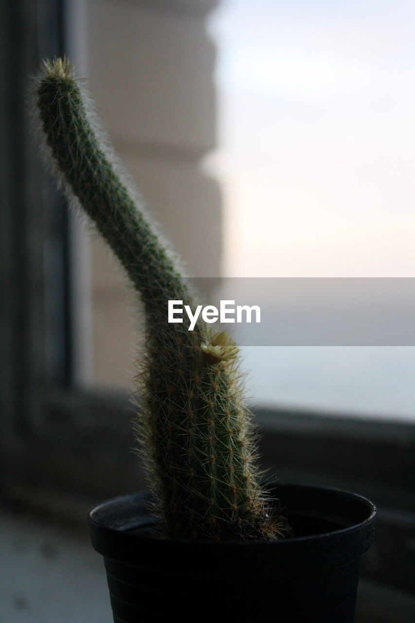 CLOSE-UP OF CACTUS PLANT