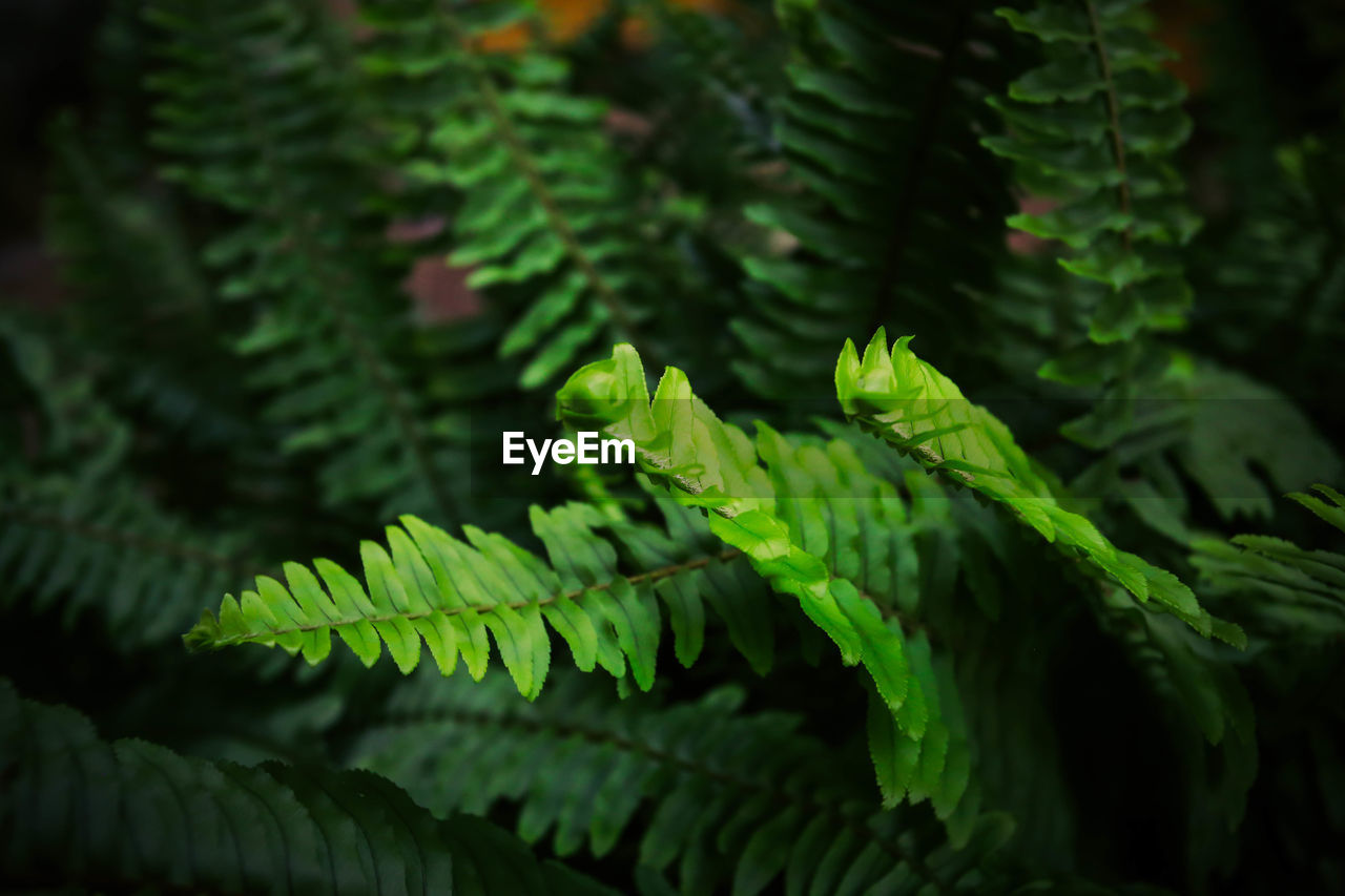 CLOSE-UP OF FRESH GREEN LEAVES ON TREE