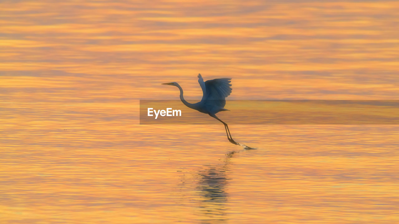 VIEW OF BIRD IN SEA