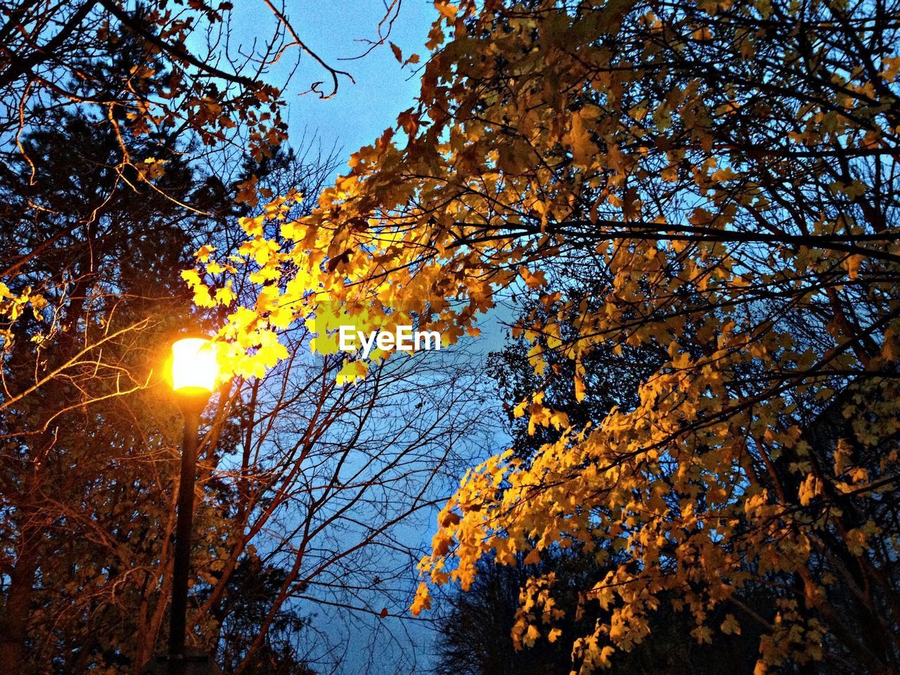 Low angle view of trees and illuminated street light at dusk