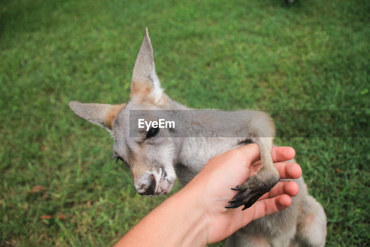 Close-up of hand touching kangaroo