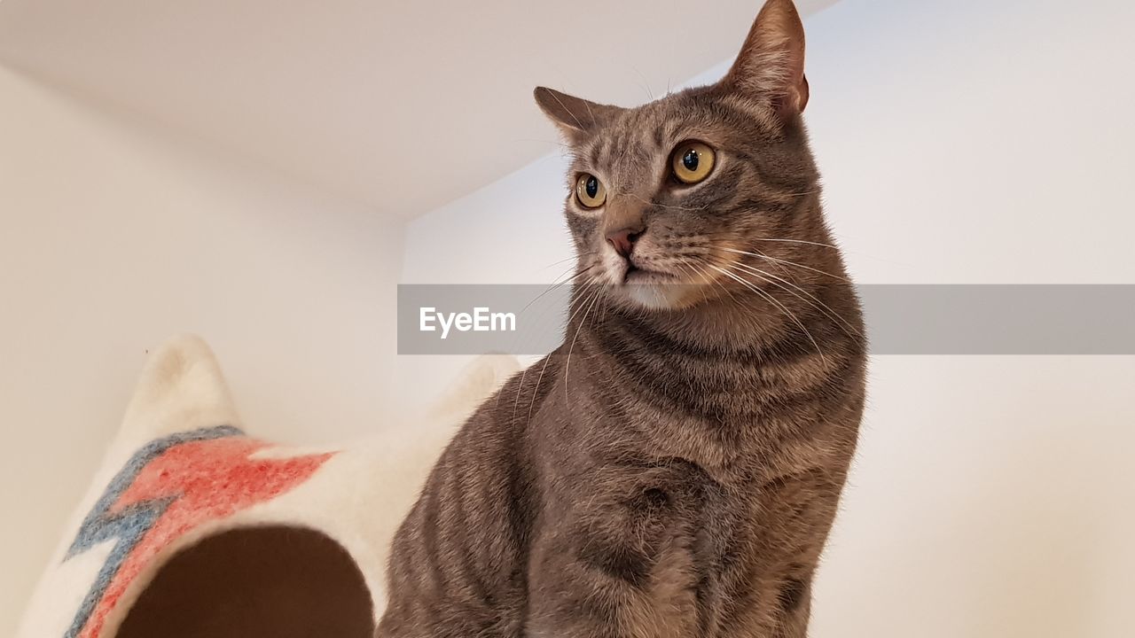 Close-up of a cat looking away