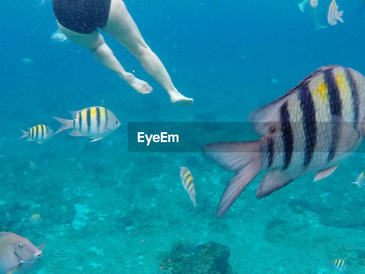 Low angle view of woman swimming in the middle of fishes