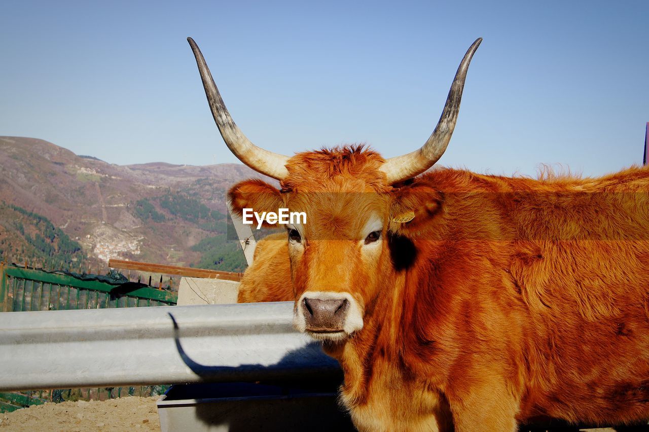 Portrait of cow standing on mountain against sky