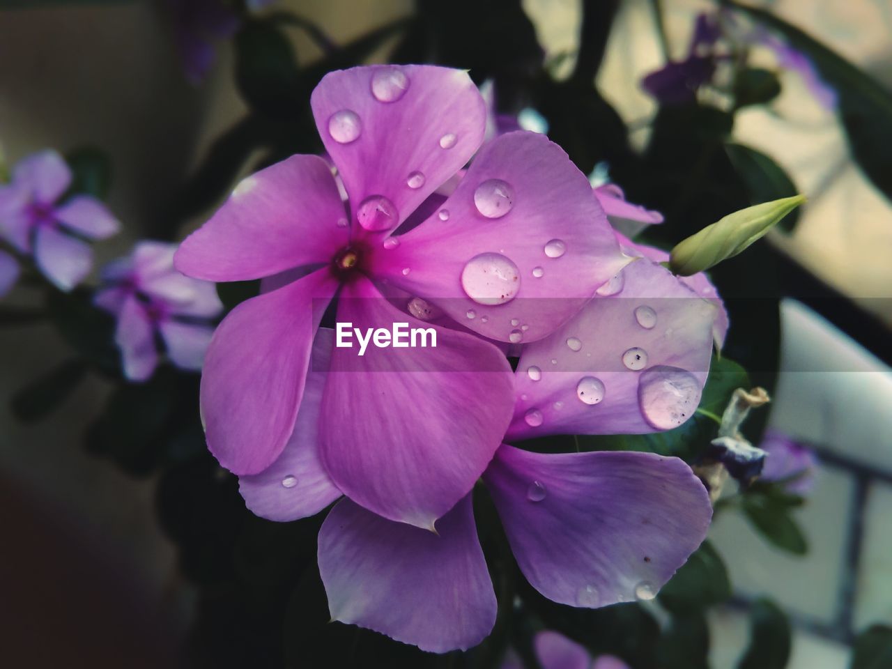 CLOSE-UP OF WET PURPLE FLOWERS