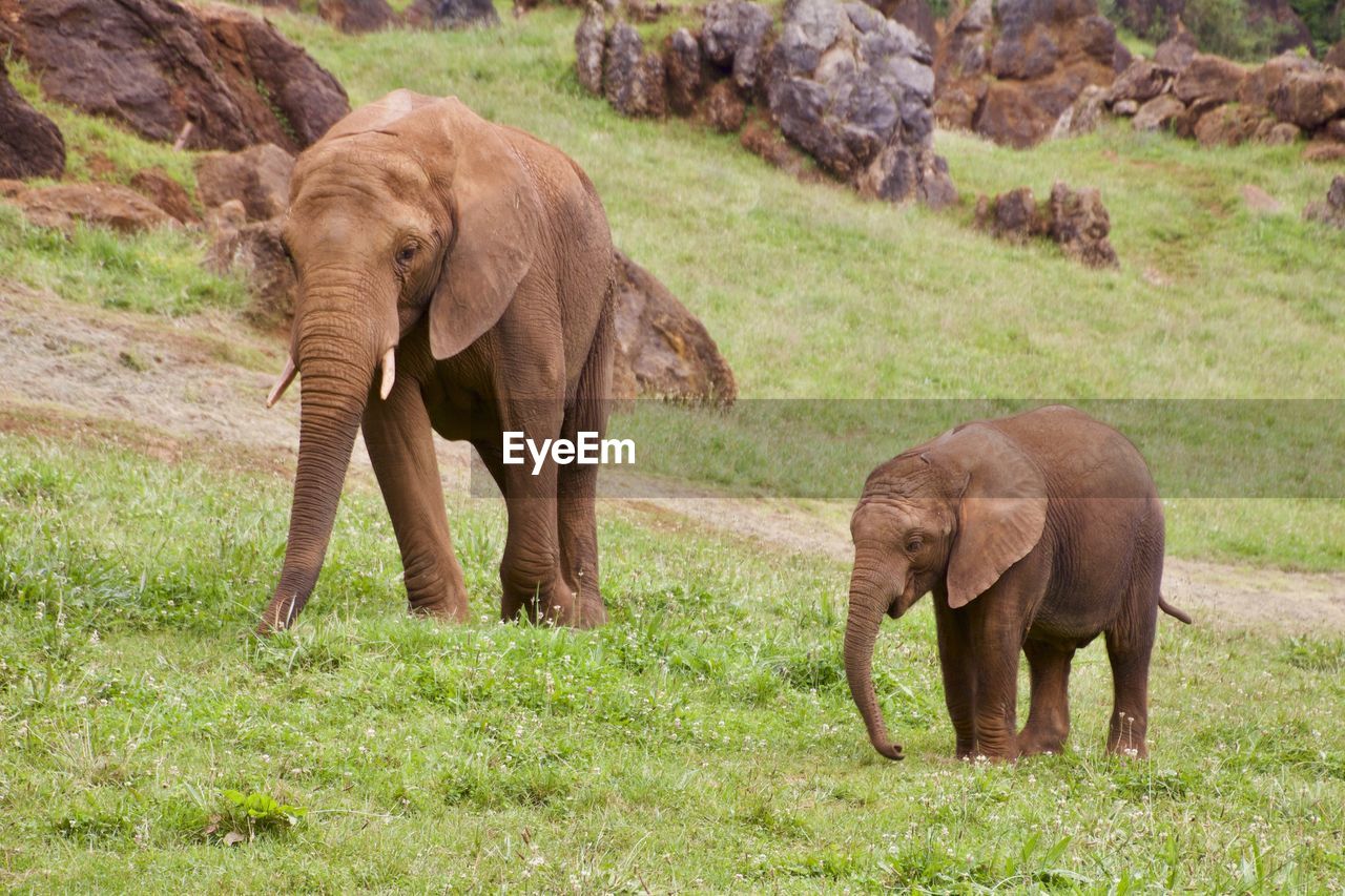 Elephant standing in a field