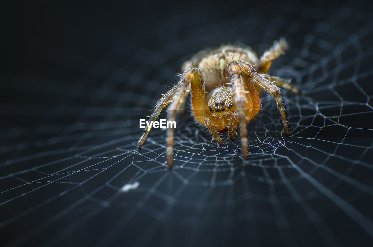 Close-up of spider on web